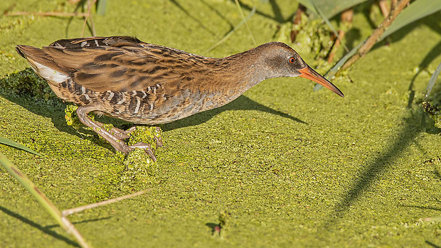 chriašteľ vodný  Rallus aquaticus