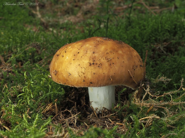 plávka lasičia Russula mustelina Fr.