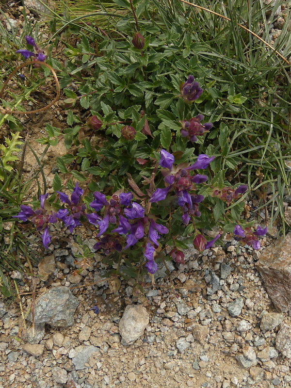 šišak ? Scutellaria alpina