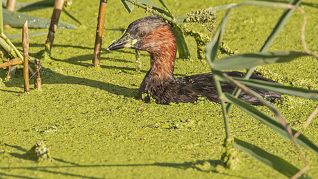 potápka malá  Tachybaptus ruficollis