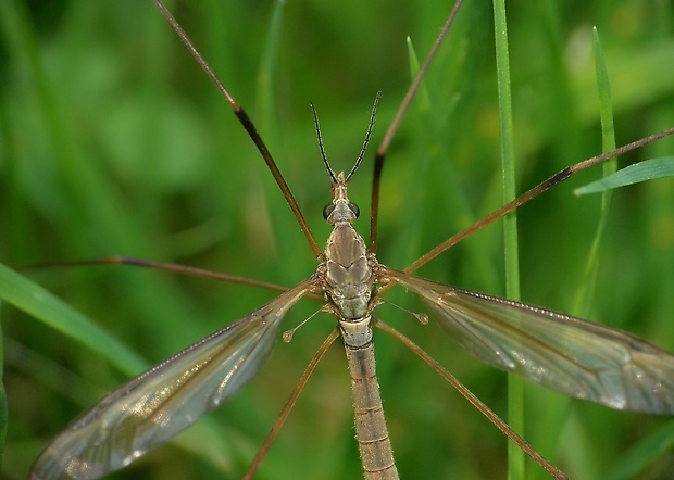 tipuľa kapustová Tipula oleracea