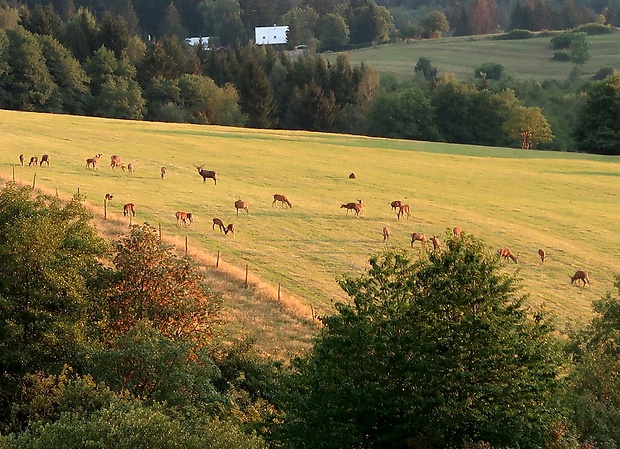 jelenia ruja