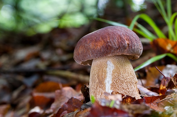 hríb dubový Boletus reticulatus Schaeff.