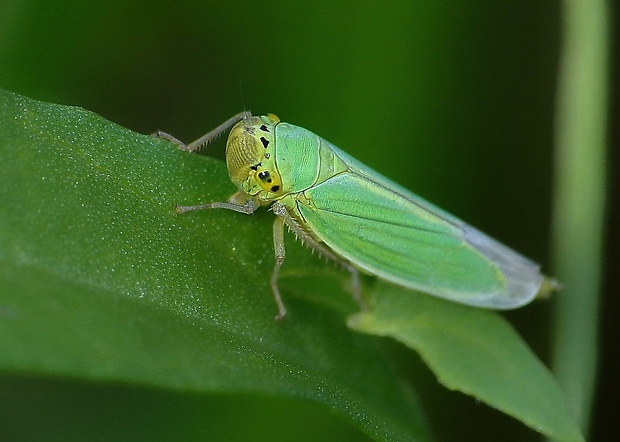 cikádka zelená Cicadella viridis