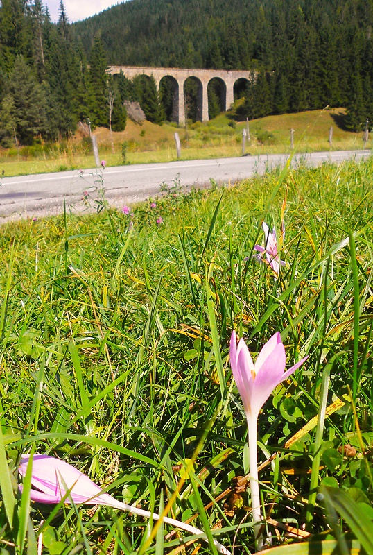 jesienka obyčajná Colchicum autumnale