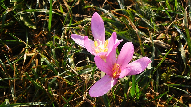 jesienka obyčajná Colchicum autumnale