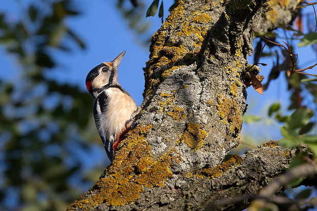 ďateľ veľký Dendrocopos major