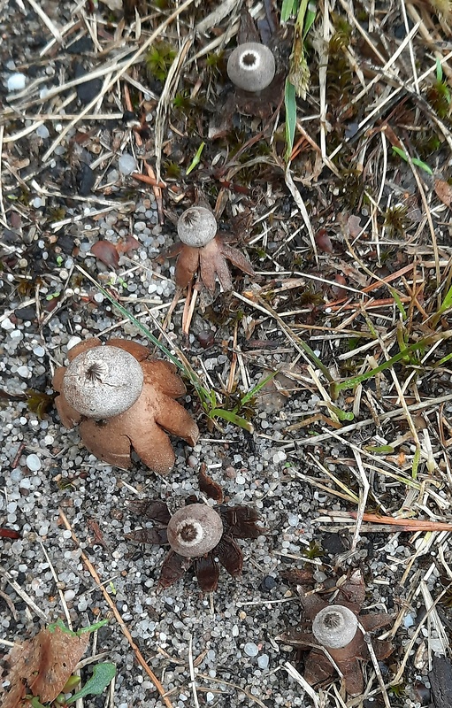 hviezdovka drsná Geastrum campestre Morgan