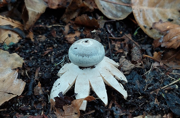 hviezdovka tmavá Geastrum coronatum Pers.