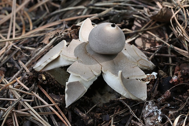 hviezdovka klenbová Geastrum fornicatum (Huds.) Hook.