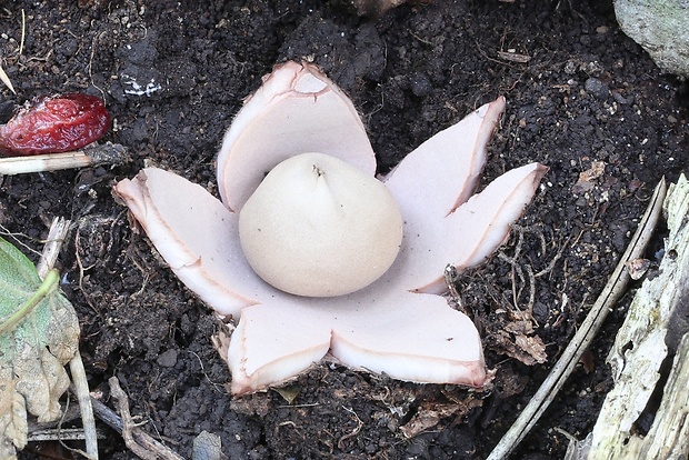 hviezdovka červenkastá Geastrum rufescens Pers.