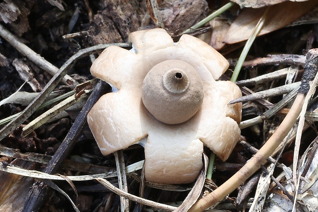 hviezdovka mechovitá Geastrum saccatum Fr.