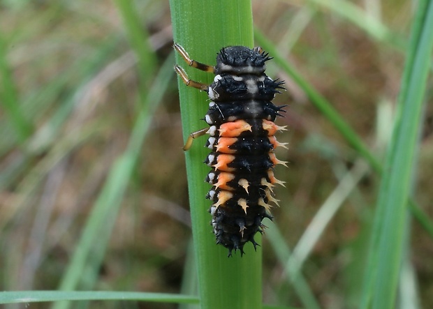 lienka - larva Harmonia axyridis