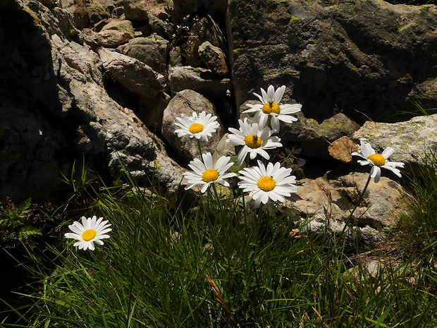 margaréta horská Leucanthemum gaudinii