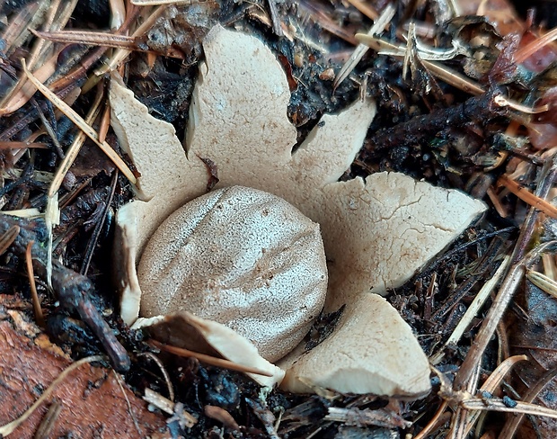 mnohokrčka dierkovaná Myriostoma coliforme (Dicks.) Corda