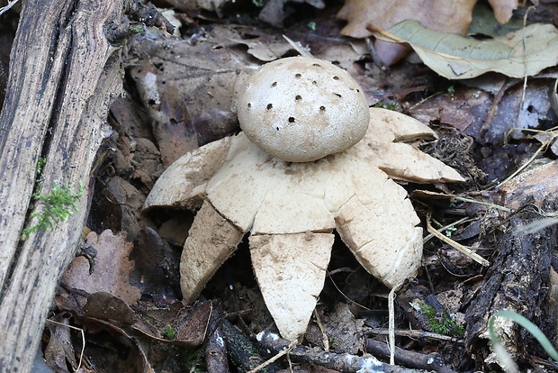 mnohokrčka dierkovaná Myriostoma coliforme (Dicks.) Corda