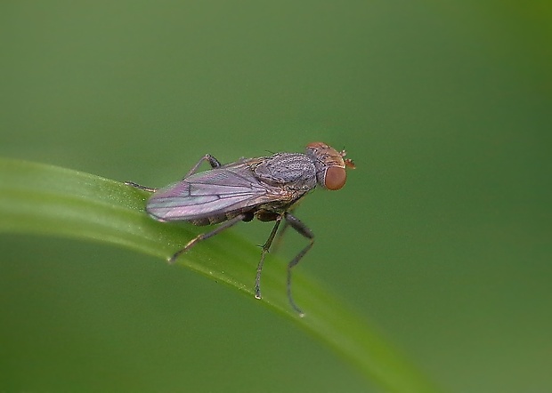 rohačka ♀ Pherbellia griseola  (Fallén, 1820)