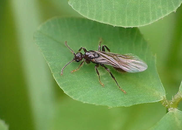 trněnka (Cz.) Pseudotiphia vilosa cf. (Fabricius, 1793)