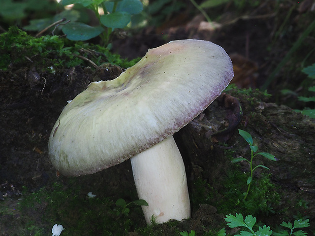 plávka fialovohlúbiková Russula violeipes Quél.