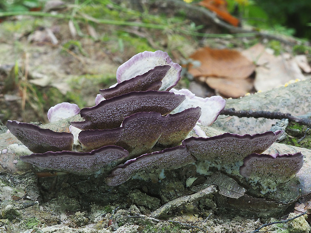 ryhovec želatinovitý Trichaptum biforme (Fr.) Ryvarden