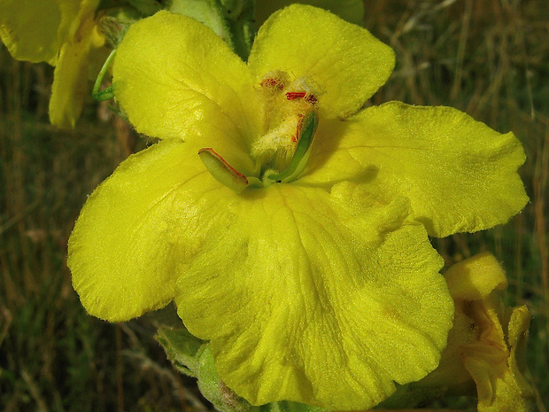 divozel veľkokvetý Verbascum densiflorum Bertol.