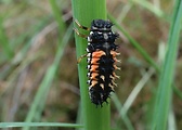 lienka - larva