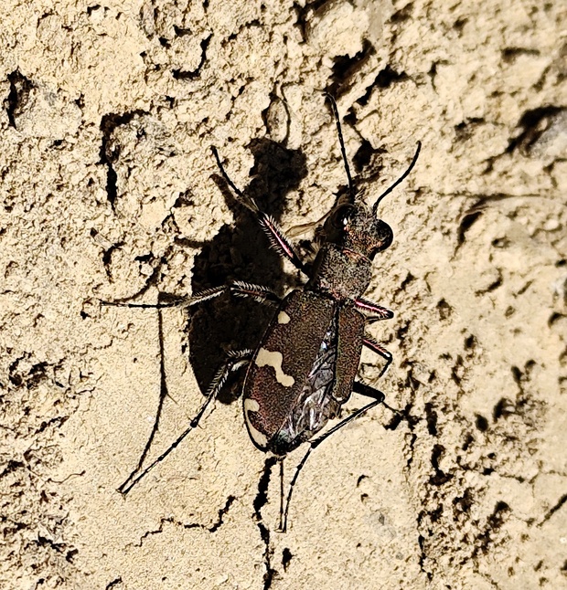 svižník hôrny  Cicindela sylvicola