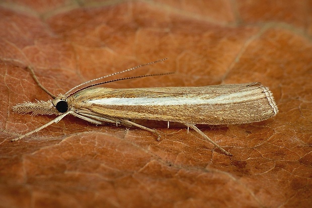 trávovec trávový (sk) / travařík travní (cz) Agriphila tristella (Denis & Schiffermüller, 1775)