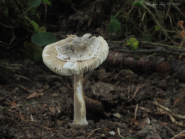 muchotrávka jelšová Amanita friabilis (P. Karst.) Bas