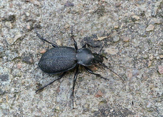 bystruška kožovitá Carabus coriaceus