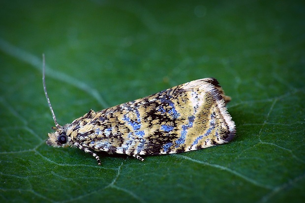 obaľovač kalužinový (sk) / obaleč jahodníkový (cz) Celypha lacunana (Denis & Schiffermüller, 1775)