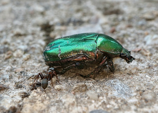 zlatoň obyčajný Cetonia aurata