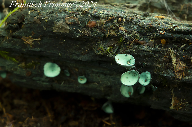 zelenica Chlorociboria sp.