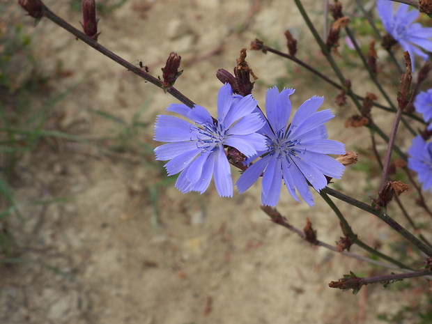 čakanka obyčajná Cichorium intybus L.