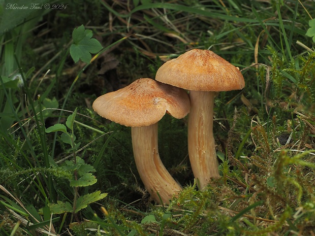 lúčnica statná Cuphophyllus pratensis (Fr.) Bon