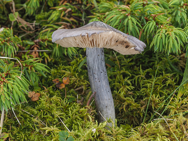 Entoloma madidum Gillet