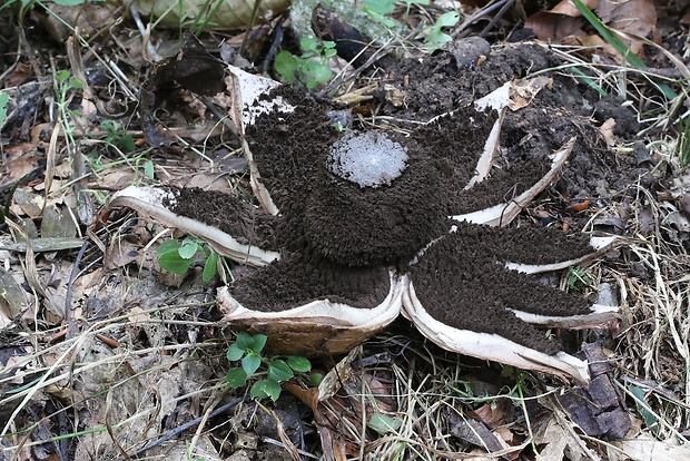 hviezdovka vlasatá Geastrum melanocephalum (Czern.) V.J. Staněk