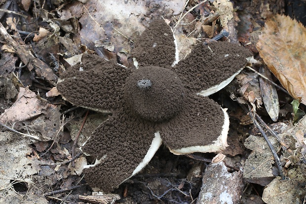 hviezdovka vlasatá Geastrum melanocephalum (Czern.) V.J. Staněk