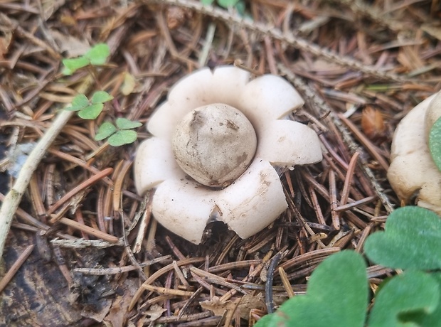 hviezdovka Geastrum sp.