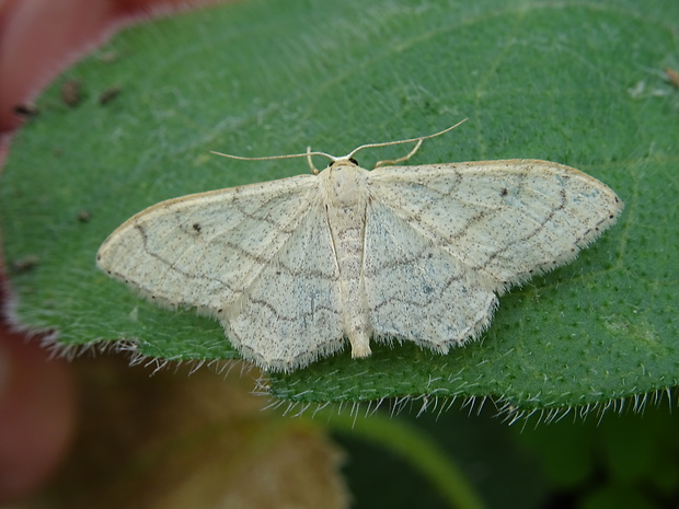 piadica kručinková Idaea aversata