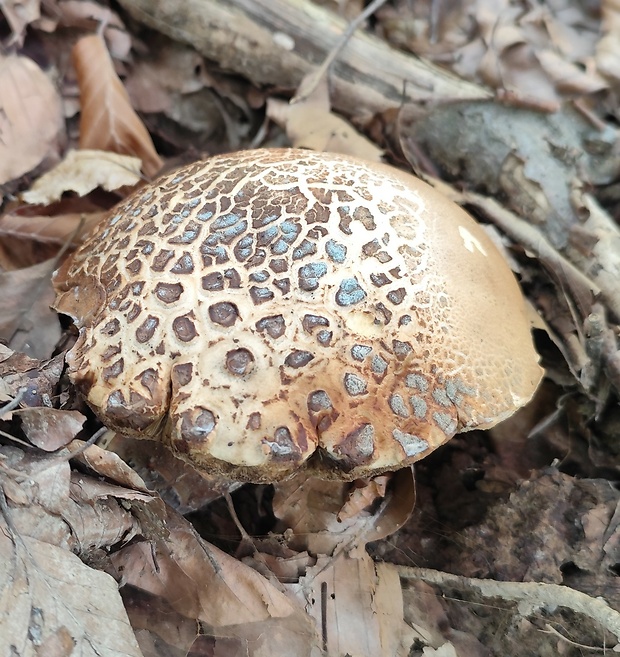 kozák brezový Leccinum scabrum (Bull.) Gray