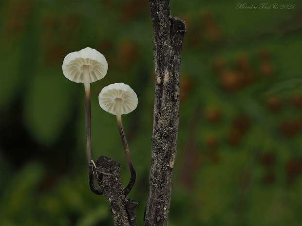 tanečnica golieriková Marasmius rotula (Scop.) Fr.