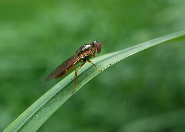 pestrica Melanostoma scalare (Fabricius, 1794)