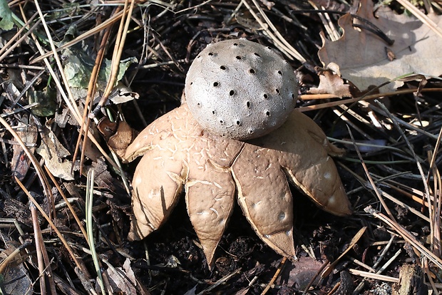 mnohokrčka dierkovaná Myriostoma coliforme (Dicks.) Corda