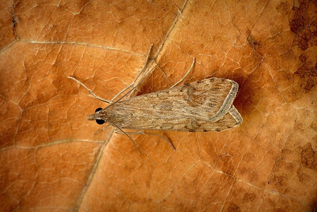 vijačka sťahovavá (sk) / zavíječ stěhovavý (cz) Nomophila noctuella (Denis & Schiffermüller, 1775)