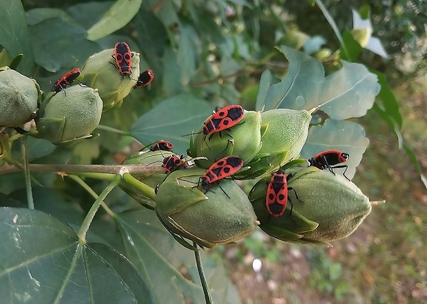 cifruša bezkrídla Pyrrhocoris apterus