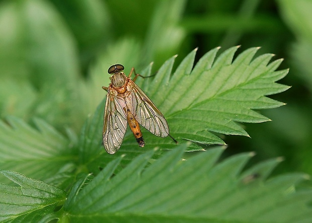 strehúň ♂ Rhagio tringarius (Linnaeus, 1758)