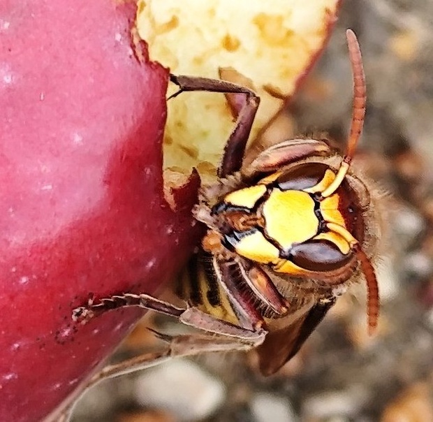 sršeň obyčajný   Vespa crabro