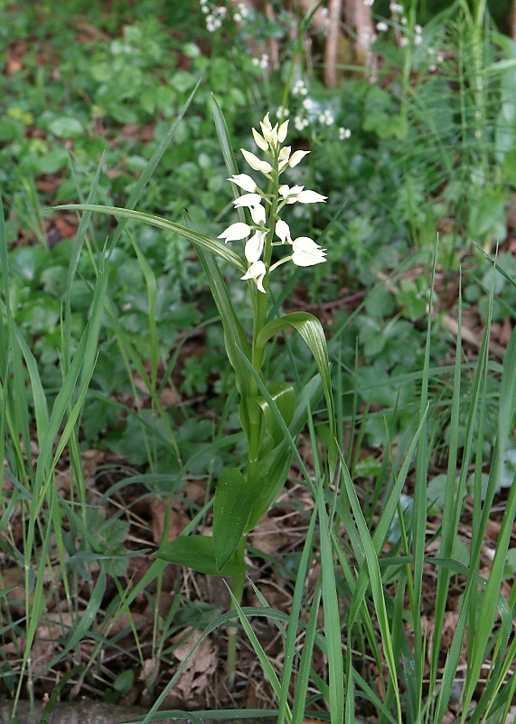 prilbovka dlholistá Cephalanthera longifolia (L.) Fritsch