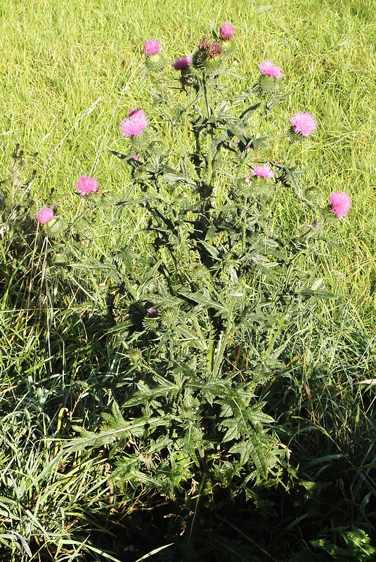 pichliač potočný Cirsium rivulare (Jacq.) All.